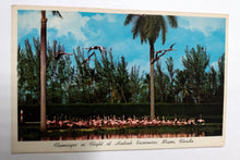 Load image into Gallery viewer, Flamingos In Flight At Hialeah Race Course Miami Florida 1950&#39;s - TulipStuff
