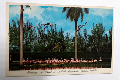 Flamingos In Flight At Hialeah Race Course Miami Florida 1950's - TulipStuff