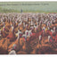 A Flock of Fine Turkeys In Rockingham County Virginia 1940's Postcard - TulipStuff