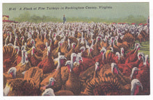 Load image into Gallery viewer, A Flock of Fine Turkeys In Rockingham County Virginia 1940&#39;s Postcard - TulipStuff
