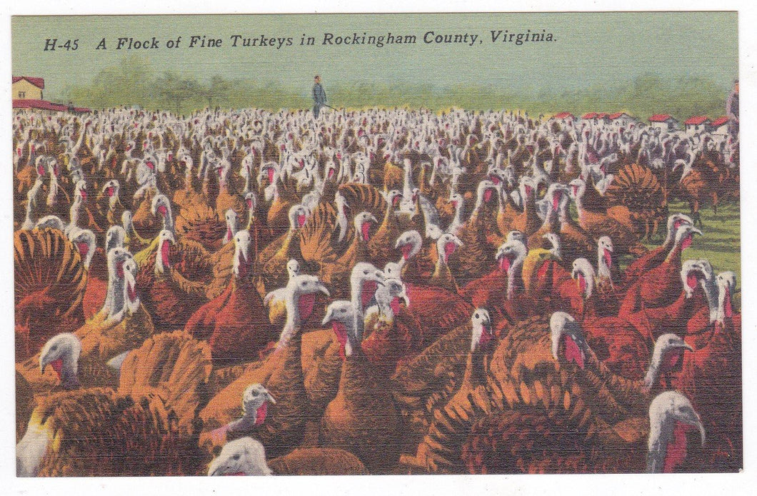 A Flock of Fine Turkeys In Rockingham County Virginia 1940's Postcard - TulipStuff