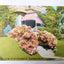 Hydrangeas Grow In Profusion At Tacoma Washington 1910's Postcard - TulipStuff