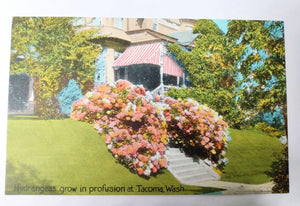 Hydrangeas Grow In Profusion At Tacoma Washington 1910's Postcard - TulipStuff