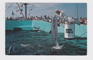 Feeding Time Marine Studios Oceanarium Marineland Florida Postcard 1960's - TulipStuff