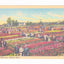Nelis Tulip Farm Holland Michigan 1940's Linen Postcard Tulip Time - TulipStuff