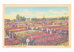 Nelis Tulip Farm Holland Michigan 1940's Linen Postcard Tulip Time - TulipStuff