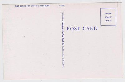 Lunch Time In Maine Bear Cub Drinking Postcard - TulipStuff