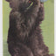 Lunch Time In Maine Bear Cub Drinking Postcard - TulipStuff