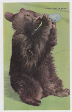 Load image into Gallery viewer, Lunch Time In Maine Bear Cub Drinking Postcard - TulipStuff
