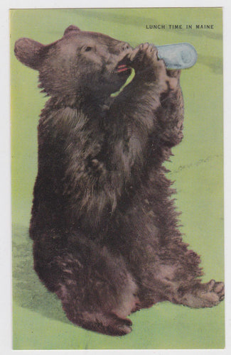 Lunch Time In Maine Bear Cub Drinking Postcard - TulipStuff
