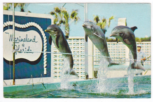 Marineland of Florida School For Educated Porpoises And Whales 1972 - TulipStuff