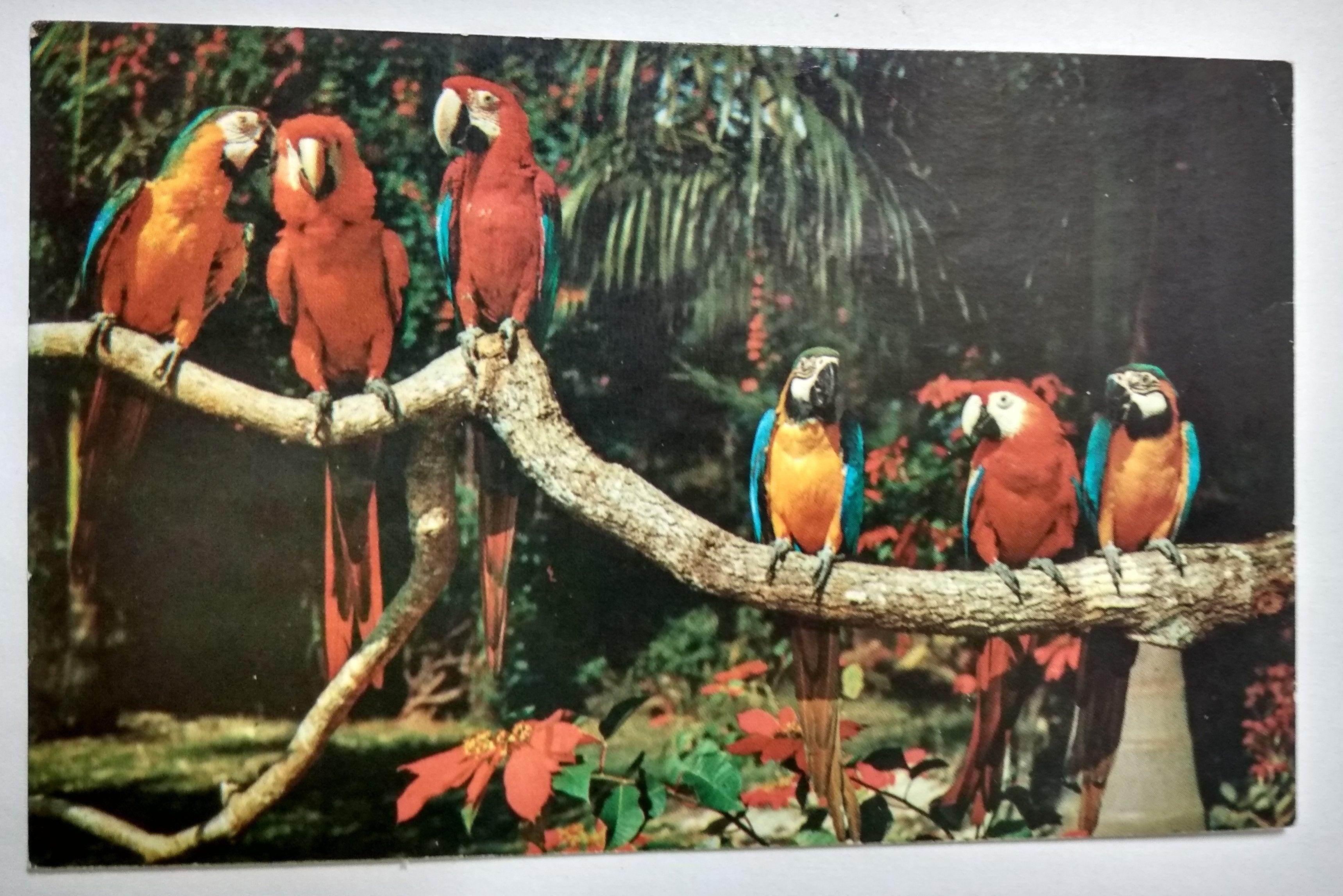 Parrots At Parrot Jungle Pinecrest Miami Florida 1979 Postcard – TulipStuff