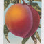 Peach 1910 Antique Postcard Published by Edward Mitchell - TulipStuff