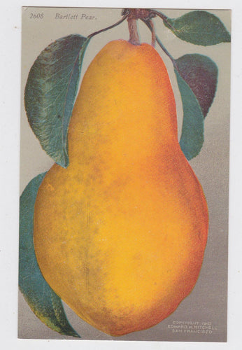 Bartlett Pear 1910 Antique Postcard Published by Edward Mitchell - TulipStuff