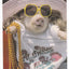 Always A Lady Pig In Sunglasses Humor Postcard George Dudley 1981 - TulipStuff
