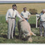 President Ronald Reagan And An 800 LB Boar Named Shank - TulipStuff