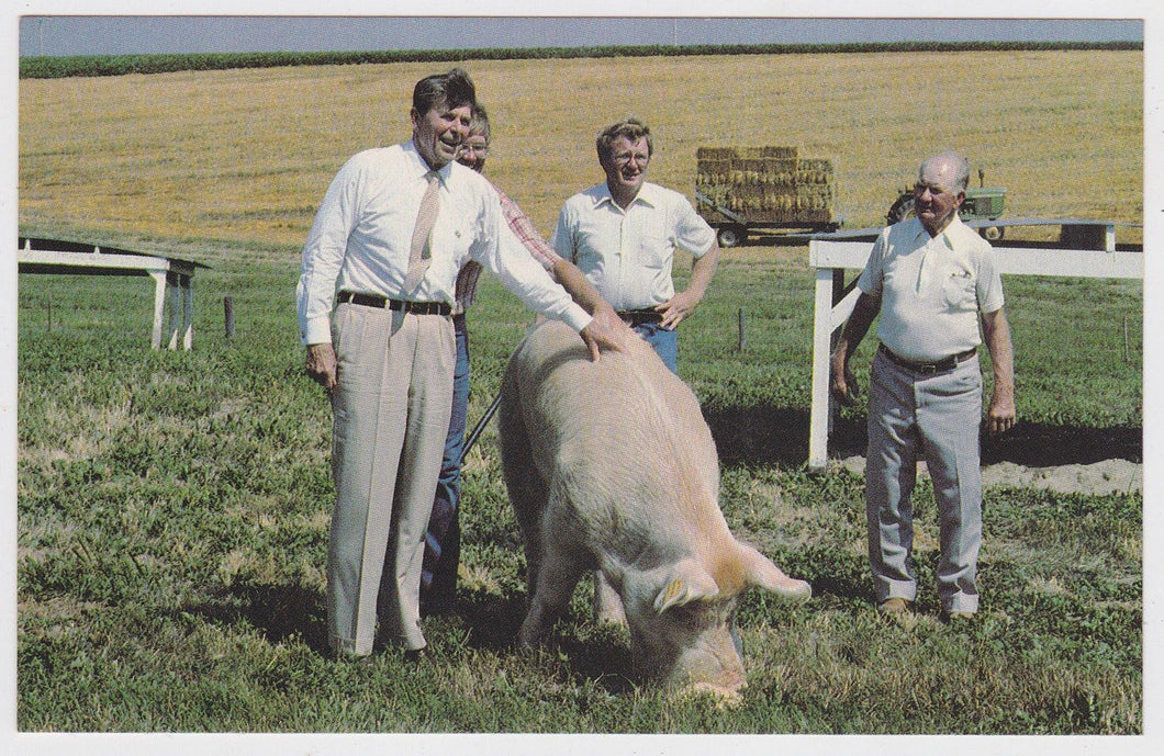 President Ronald Reagan And An 800 LB Boar Named Shank - TulipStuff