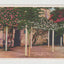Oldest Rose Tree In California San Gabriel Mission 1920's Postcard - TulipStuff