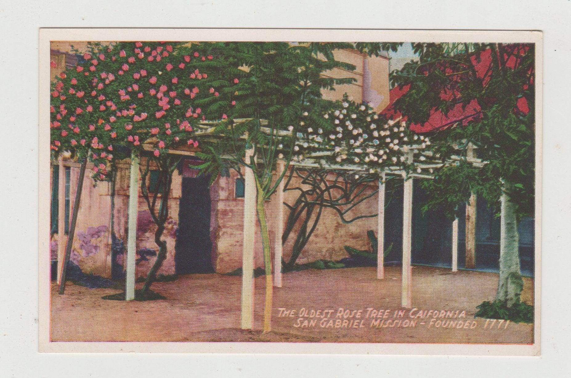Oldest Rose Tree In California San Gabriel Mission 1920's Postcard - TulipStuff