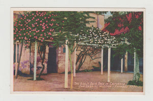 Oldest Rose Tree In California San Gabriel Mission 1920's Postcard - TulipStuff