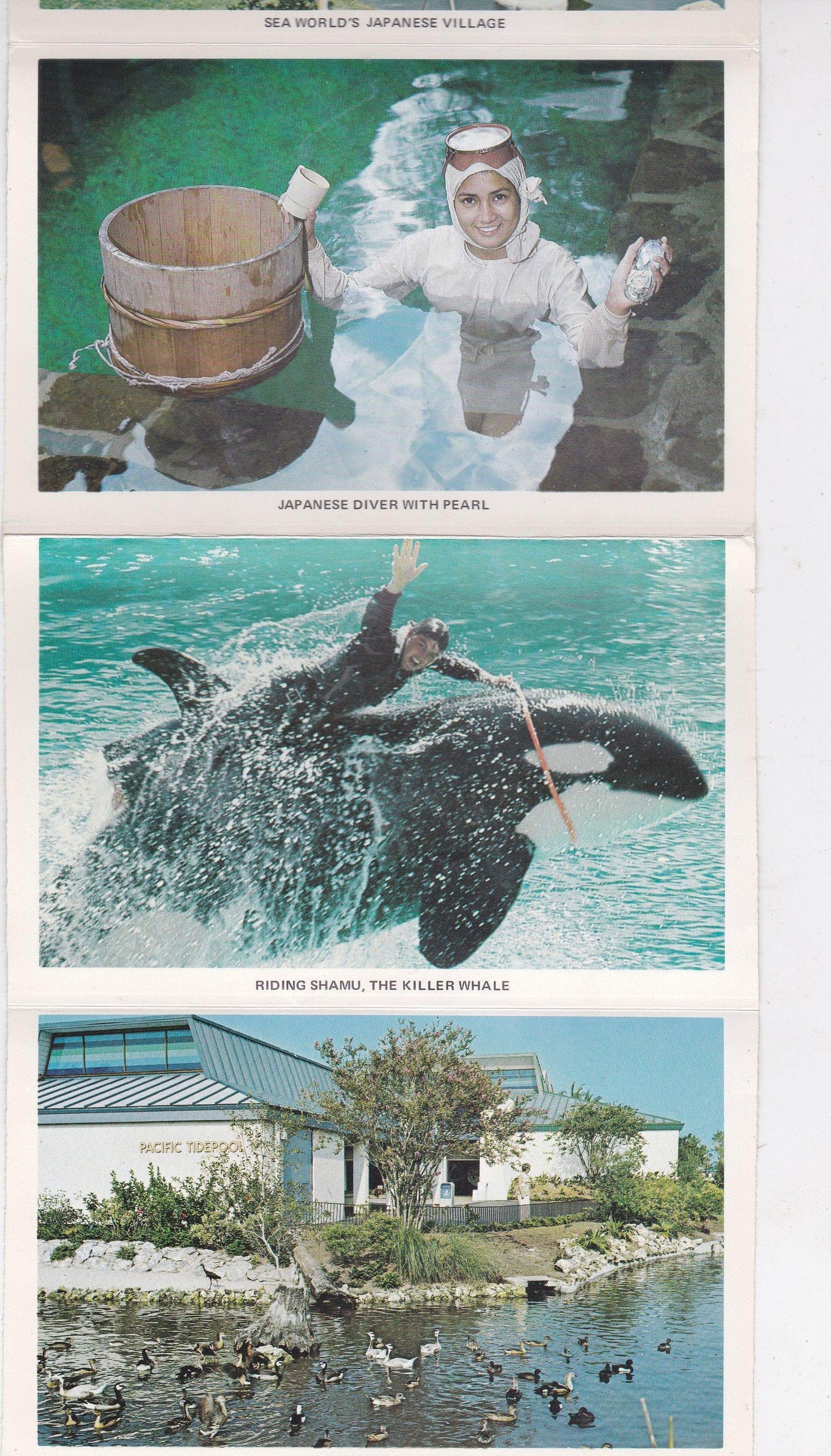 Sea World Orlando Florida 12 View Souvenir Postcard Folder 1974 - TulipStuff