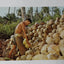 Singapore Worker Husking Coconuts Early 1960's Postcard - TulipStuff