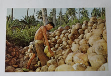 Load image into Gallery viewer, Singapore Worker Husking Coconuts Early 1960&#39;s Postcard - TulipStuff
