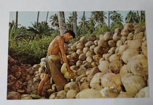 Singapore Worker Husking Coconuts Early 1960's Postcard - TulipStuff