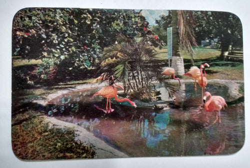 Tropical Florida Flamingos Miami Rare Bird Farm 1950's Postcard - TulipStuff