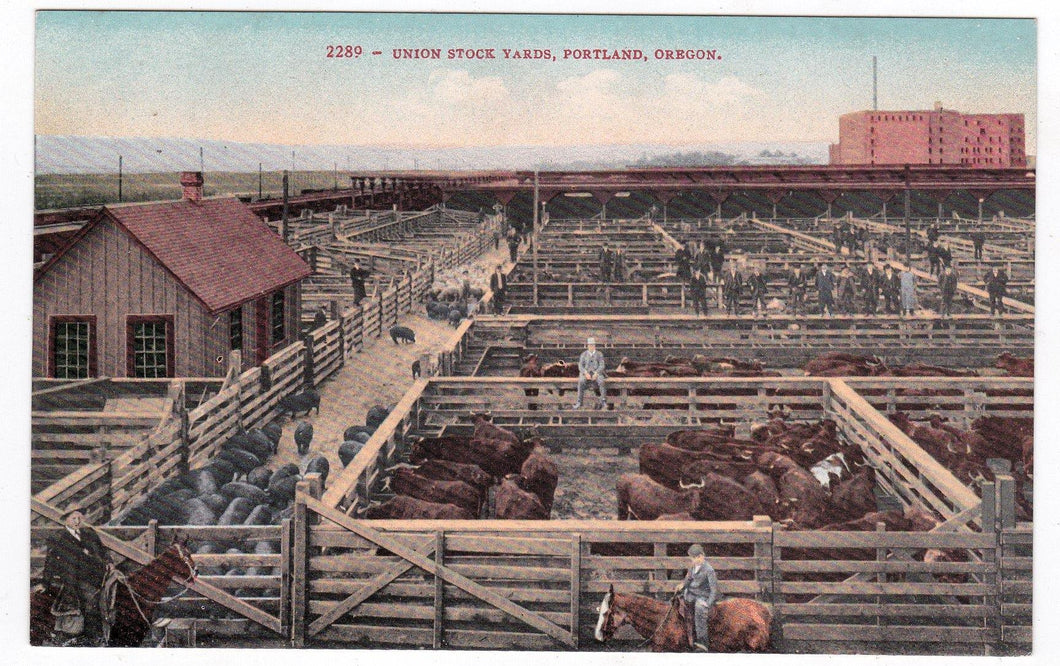 Union Stock Yards Portland Oregon 1910's Postcard - TulipStuff
